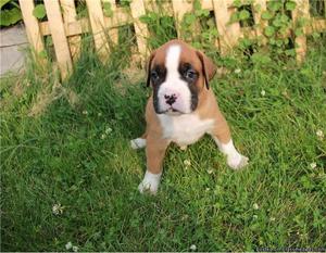 Boxer Puppies for ready for rehoming available