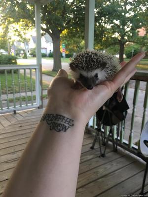 Hedgehog available
