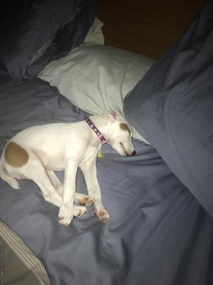 Lost Jack Russell Terrier