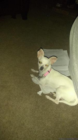 White Female Chihuahua