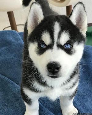 Cute Syberian husky puppies for sale