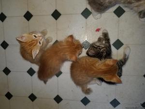 Kittens