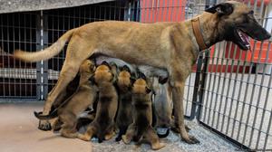 Working puppies available for police,military or companion