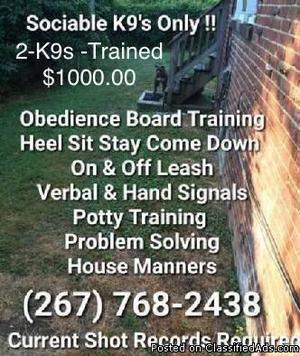 Affordable obedience puppy training and more