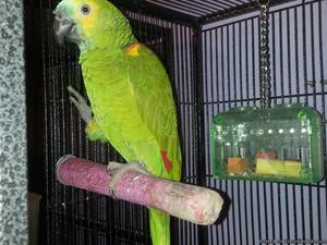Blue fronted amazon male for sale