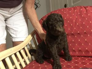 Labradoodle puppies 3rd generation-best of both breeds