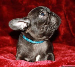 Leny french bulldog puppies for sale (