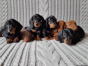aKc Registered Standard Dachshund puppies Smooth-haired