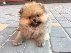male and female Pomeranian Puppies available