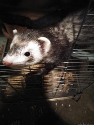 2 male ferrets with cage and accessories