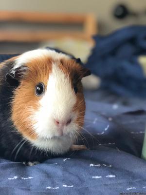 Guinea Pig (female)