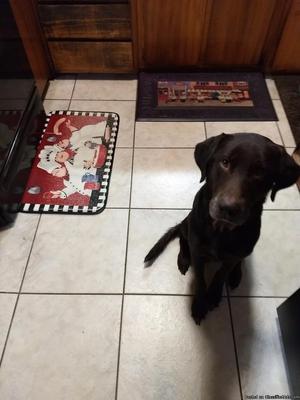 Rehoming chocolate lab