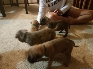 Akc bullmastiffs puppies