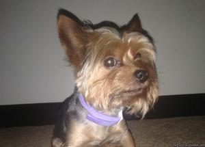 Selling My Yorkie