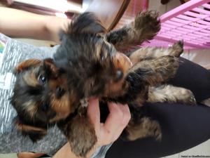 Yorkie puppies for sale