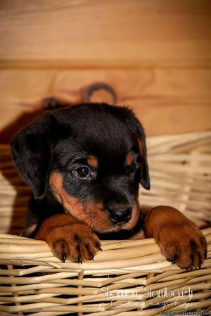 Charlie: Male AKC Rottweiler
