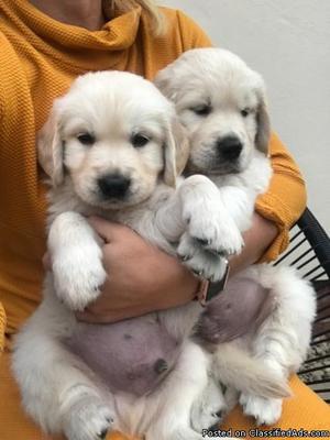 Golden Retriever Puppies for free