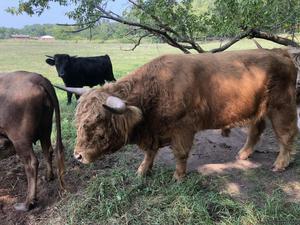 Highlander Bull Dexter cows and highlander Dexter calf’s