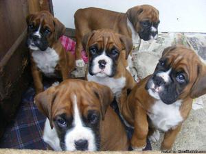 Registered Deep Red Boxer Puppies Ready Now free