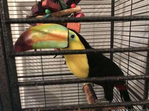 Toucan Available male and female