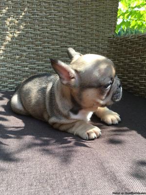 awesome male and female french bulldog pups