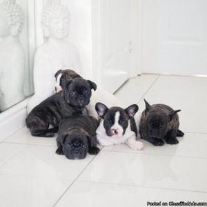 free Registered French Bulldog text us at (