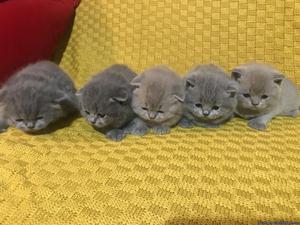 home raide scottish fold kittens for adoption