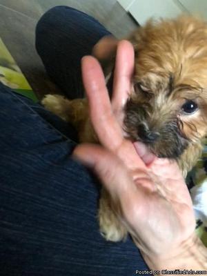 9-Week old Yorkie-Bichon Mix