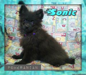 Sonic: Male ACA Pomeranian