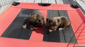 AKC CH. LINES.SABLE,YORKIE MALES
