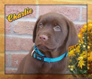 Charlie Male AKC Labrador Retriever