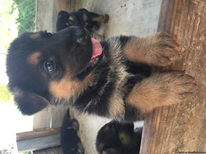 German Shepherd puppies