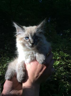 Gorgeous Blue-eyed Kitten