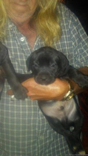 Lab/Dane/Rott mix puppies