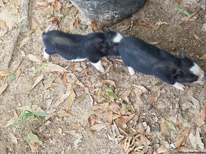 Miniature baby potbelly pigs