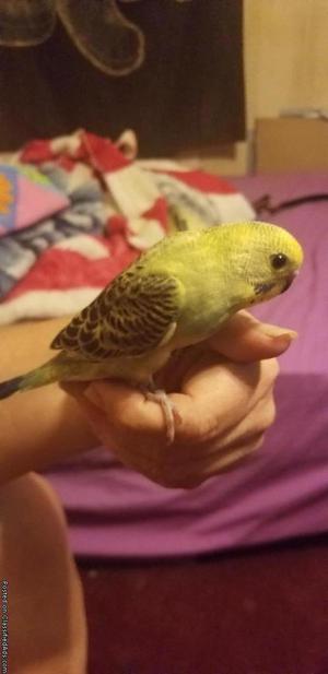 Parakeet For Sale