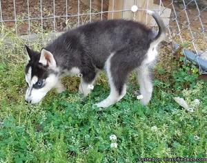 Female Siberian husky puppy for re-homing