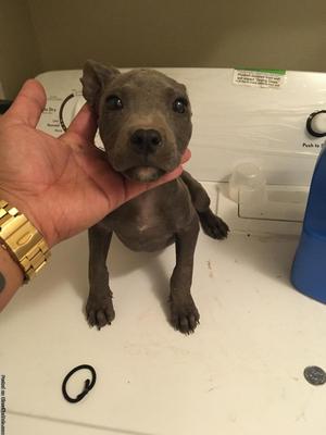 Female bluenose pitbull puppy $300 firm priced 8 wks old