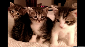 Free kittens to GOOD home