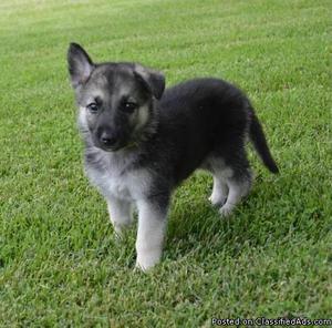 German Shepard Puppies!!!!200