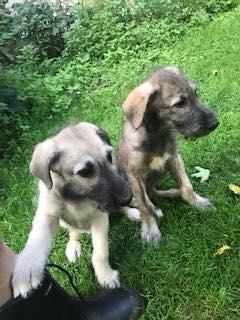 Irish Wolfhound Puppies