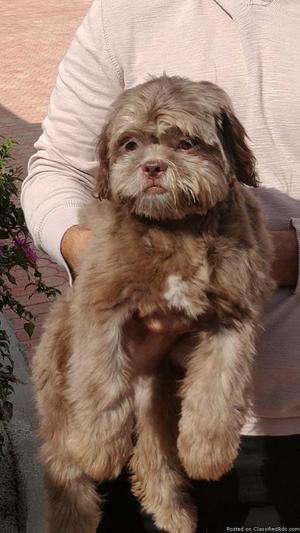 Purebred Shih Tzu