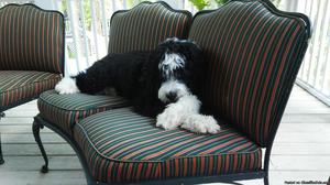 Ten month old male Bernedoodle for sale
