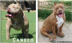 UKC Registered Bully puppies