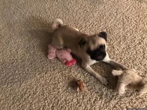 10 month old Pug to good home