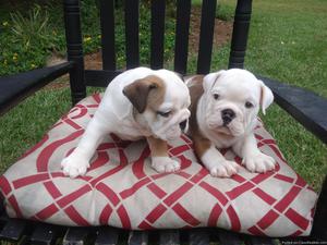 akc english bull puppies for sale