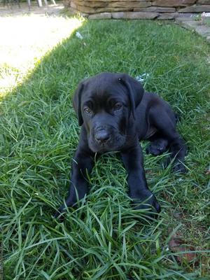 Italian mastiff puppies