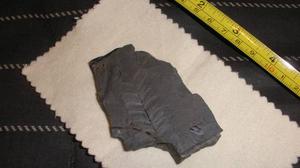 Double Sided Fern Fossil from Nova Scotia Coal Formations