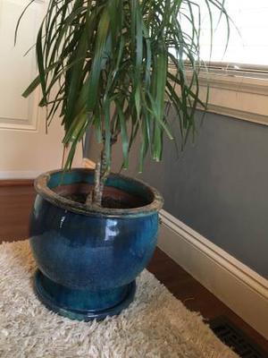 Plant in pot