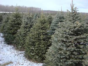 Blue Spruce Christmas Trees for  Holiday Season
